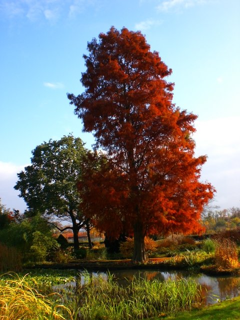 Taxodium distichum automne (2)